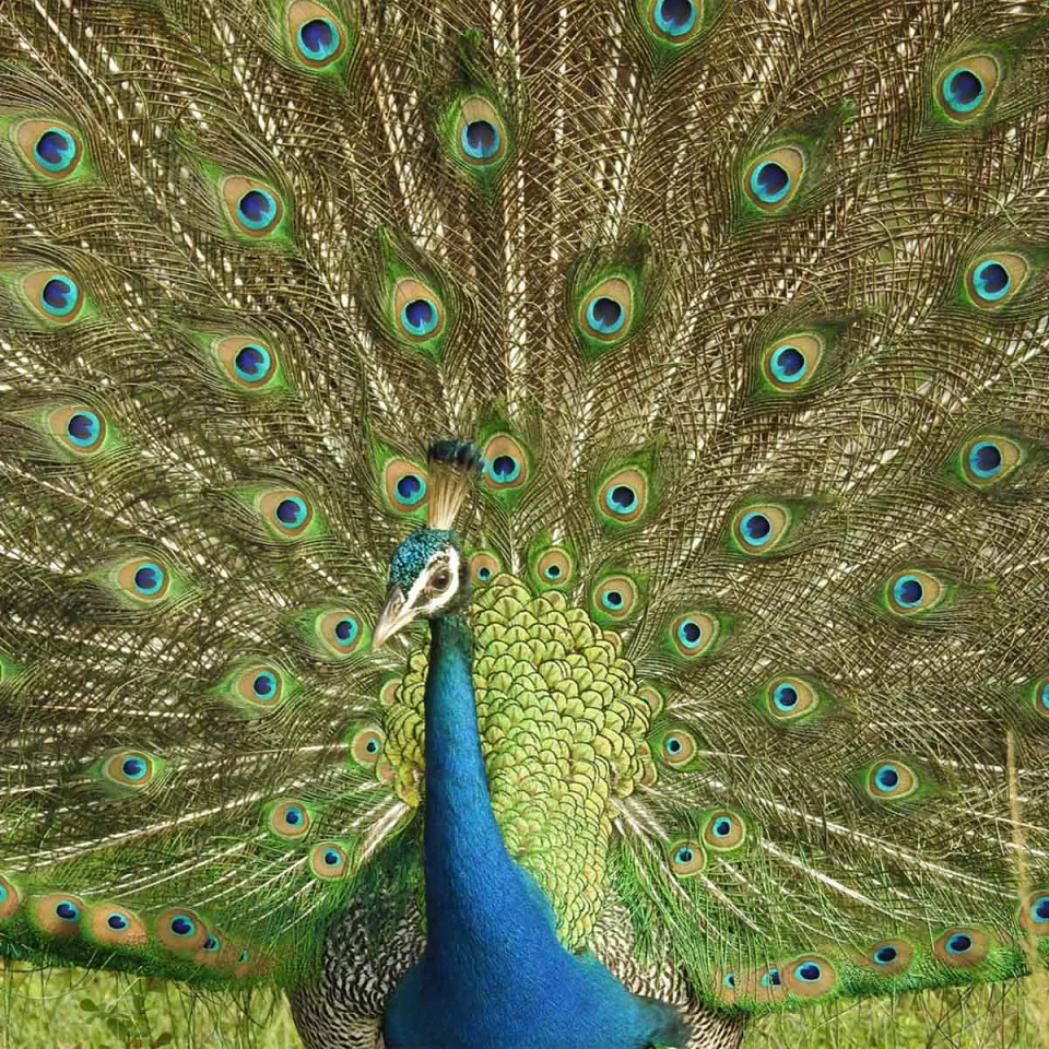 Yala National Park-gallery — gallery photograph 3