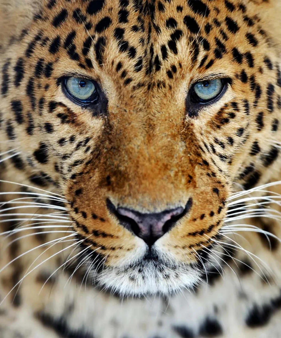 Yala National Park-gallery — gallery photograph 4