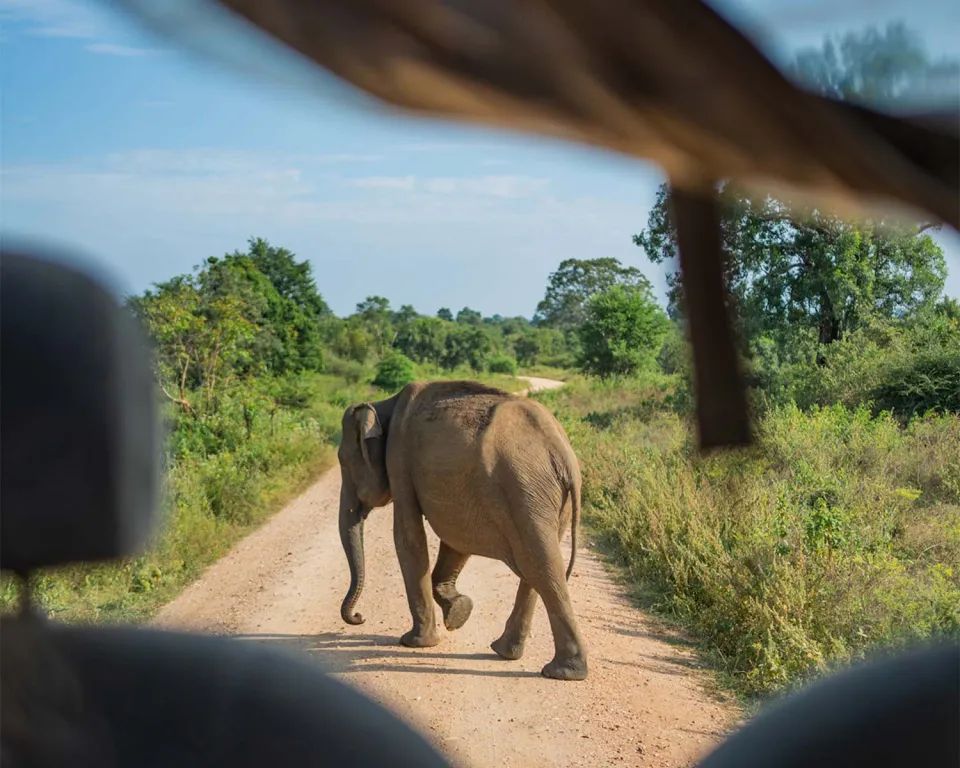 Yala National Park-gallery — gallery photograph 5