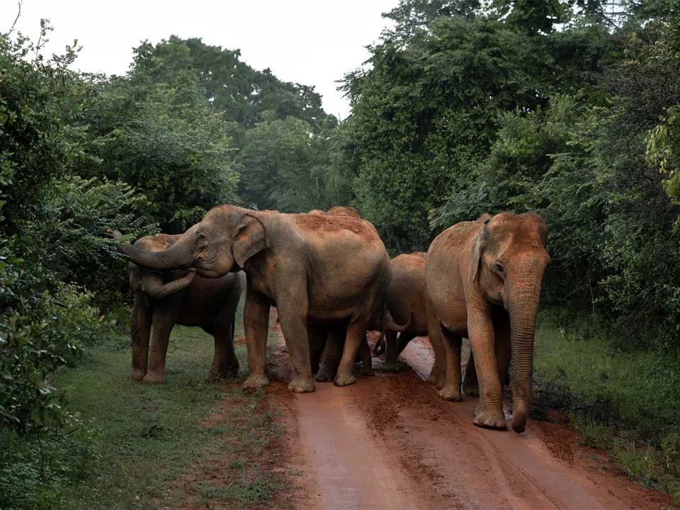 Yala National Park-gallery — gallery photograph 6