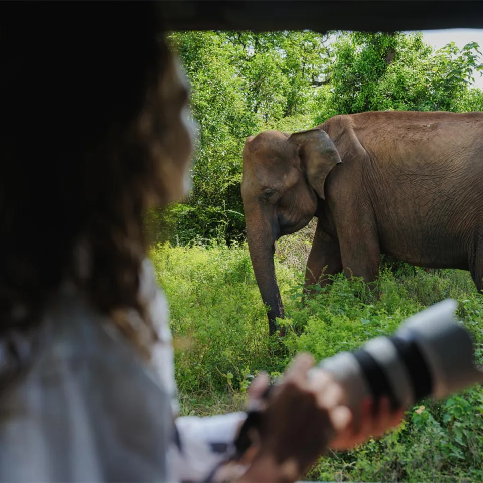 Yala National Park — travel photograph