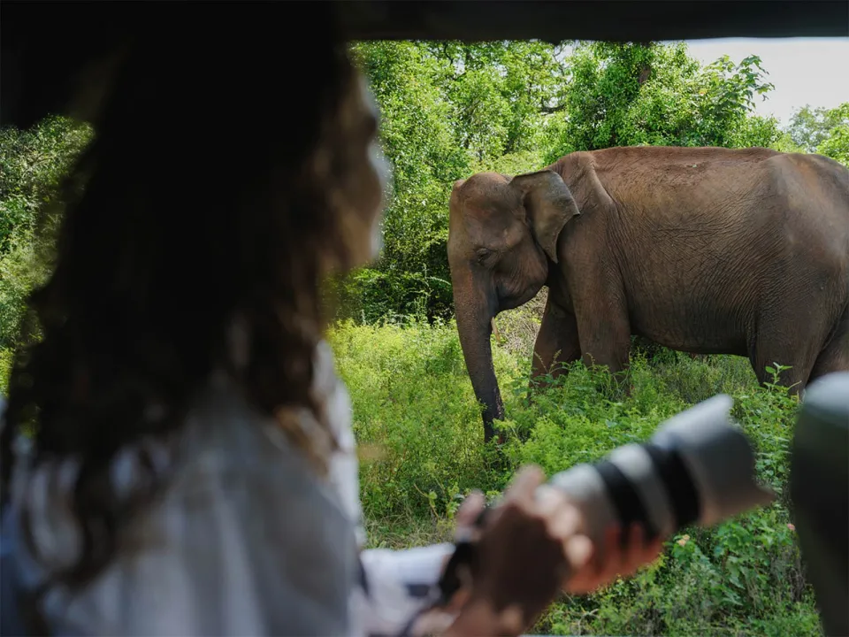 Yala National Park-gallery — gallery photograph 7
