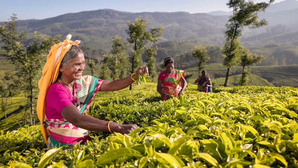 Munnar — hero photograph