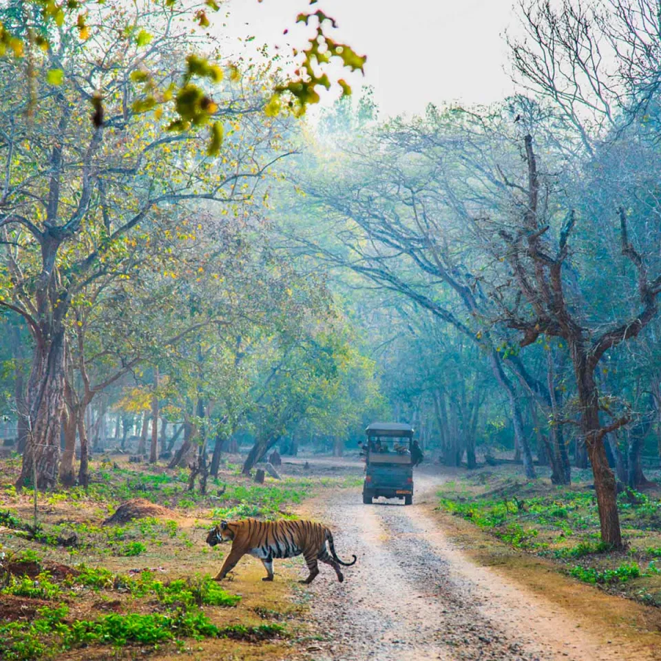 Nagarhole — travel photograph