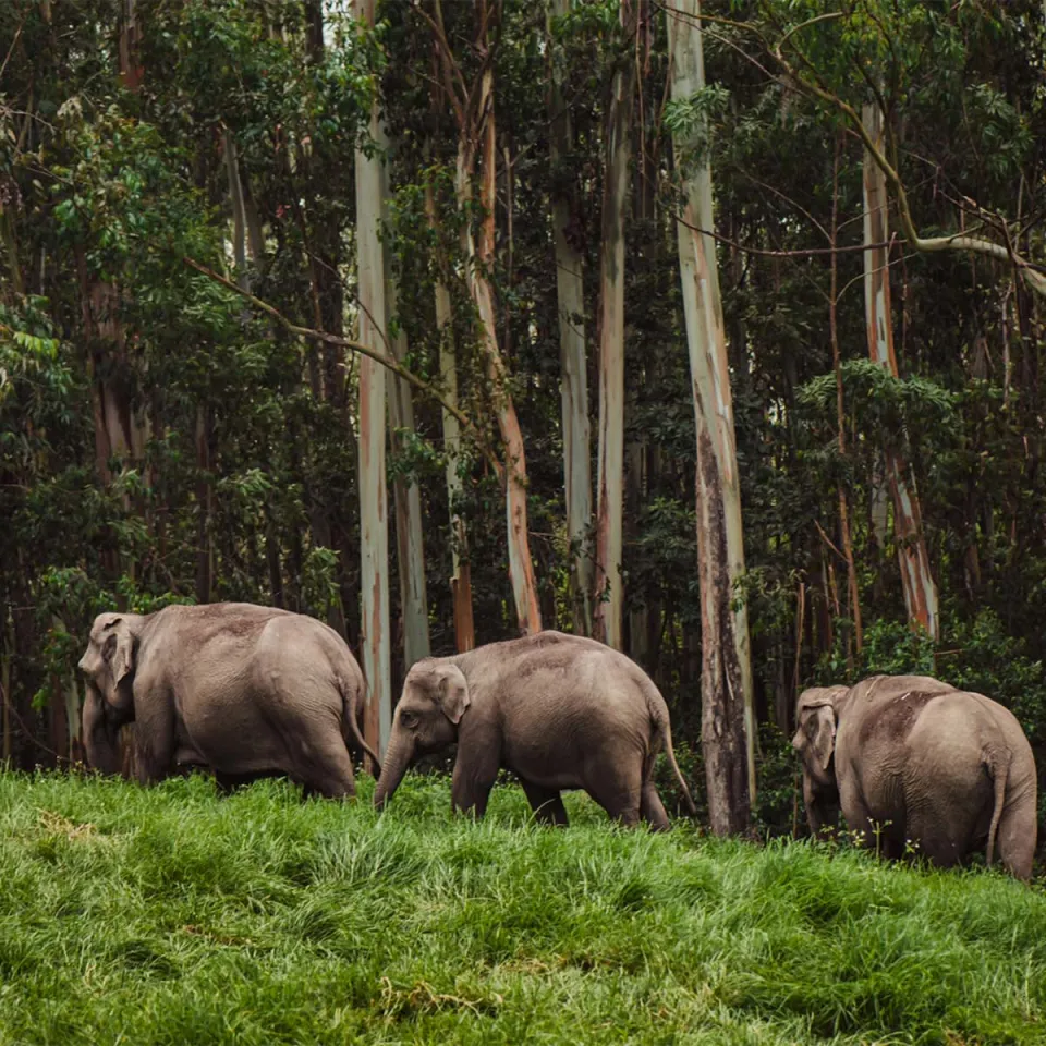 Periyar — travel photograph