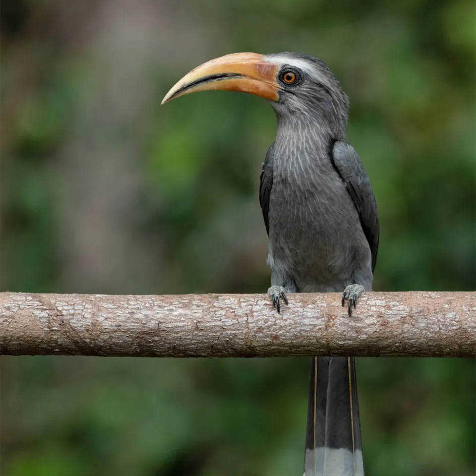 Thettekad Bird Sanctuary (Kothama) — travel photograph
