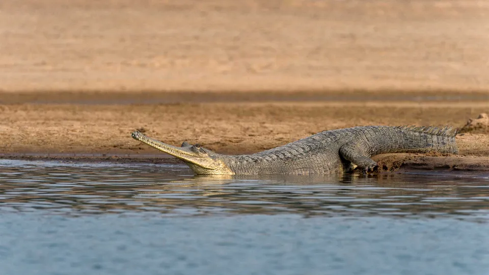 Chambal — hero photograph