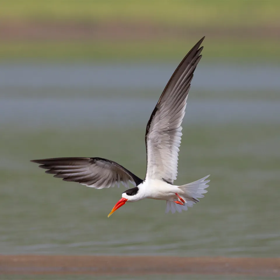 Chambal — travel photograph