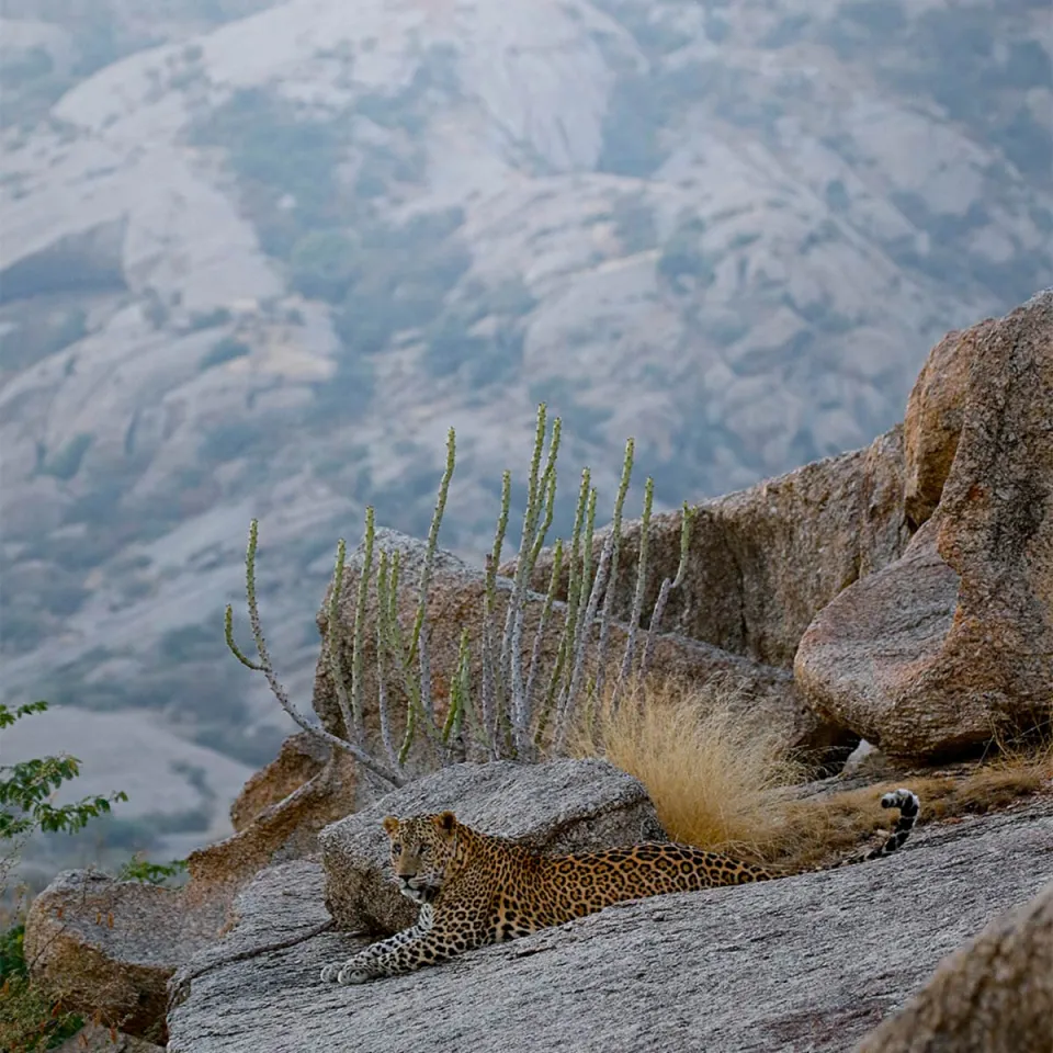 Jawai-gallery