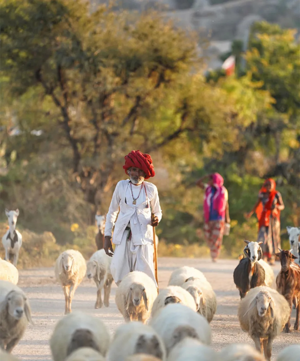 Jawai-gallery — gallery photograph 3