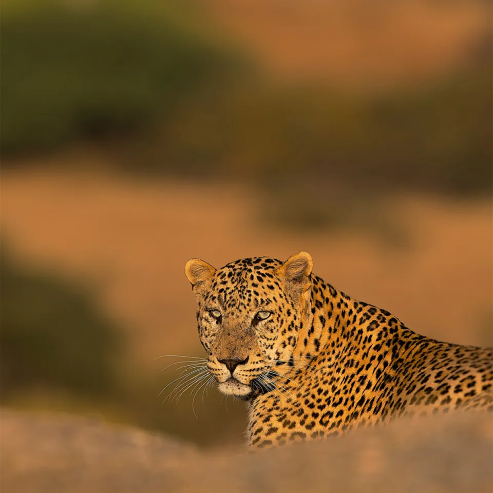 Jawai-gallery — gallery photograph 5