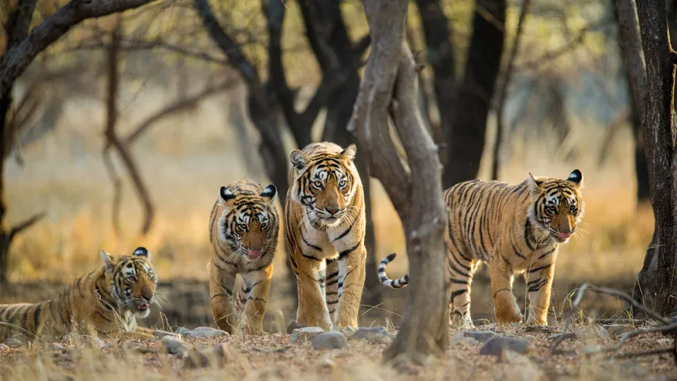 Ranthambore National Park — hero photograph