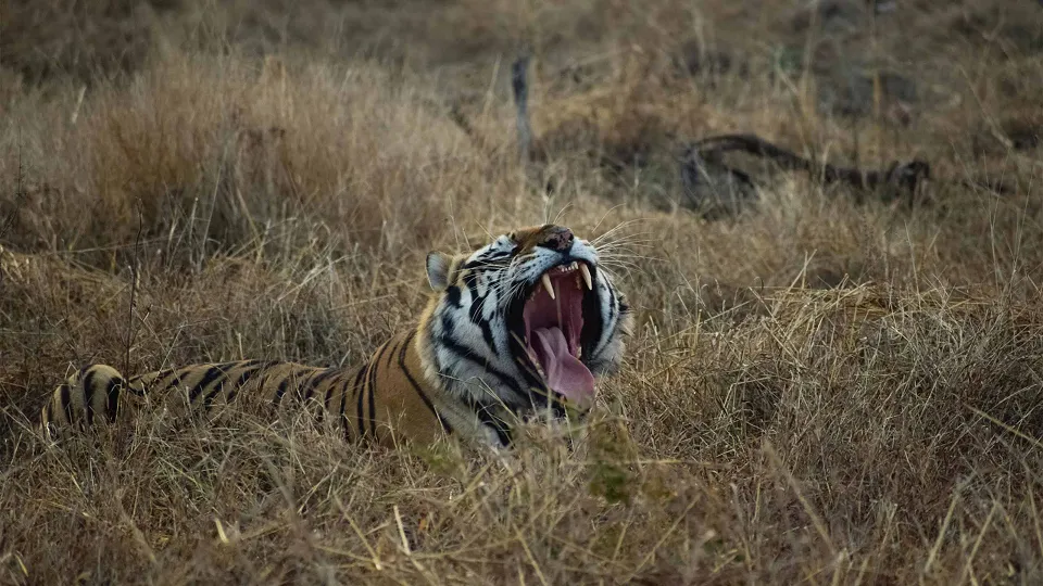 Panna National Park — hero photograph