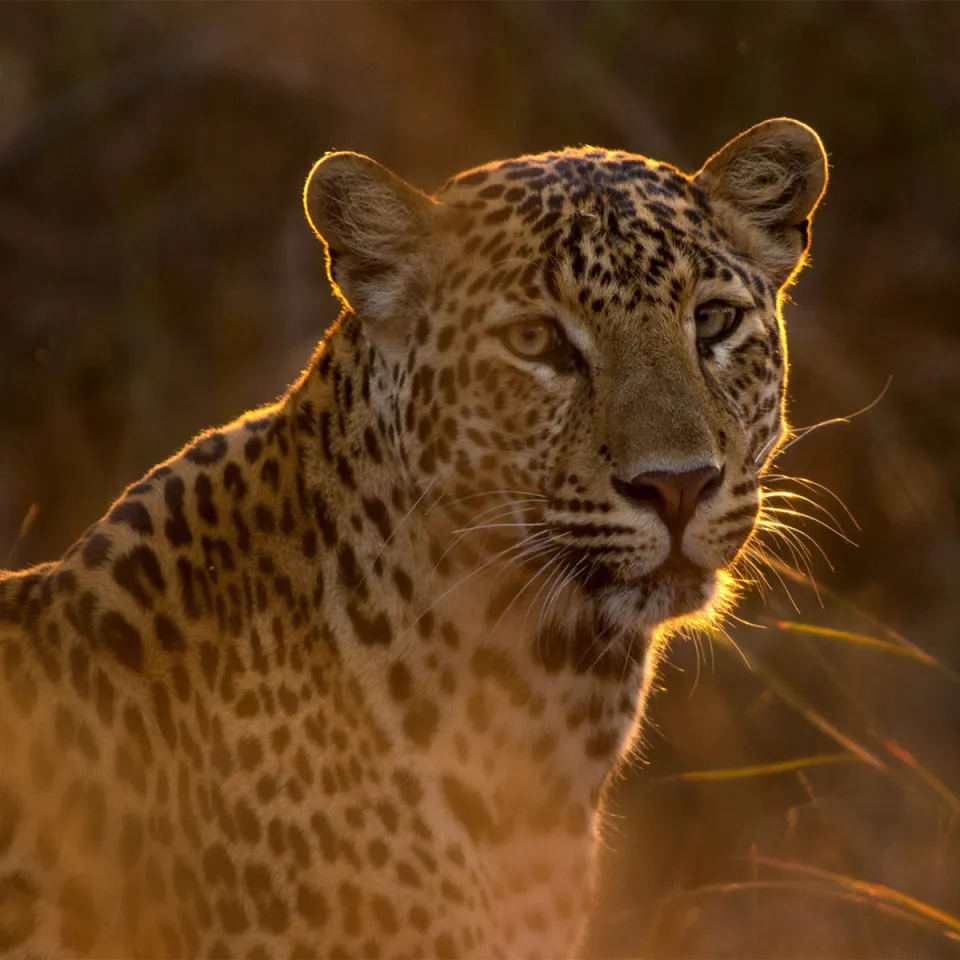 Panna National Park — travel photograph