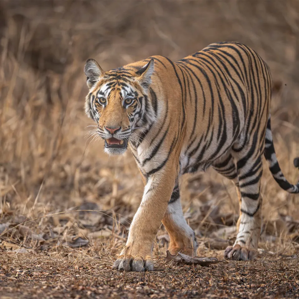 Bandhavgarh National Park — travel photograph