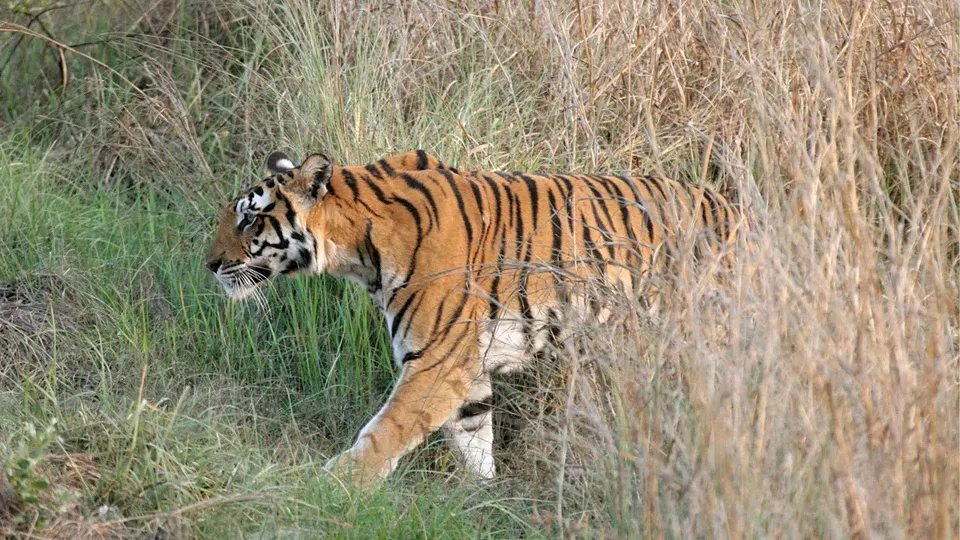 The largest national park in India, and one of the top three for tiger sightings, Kan — hero photograph