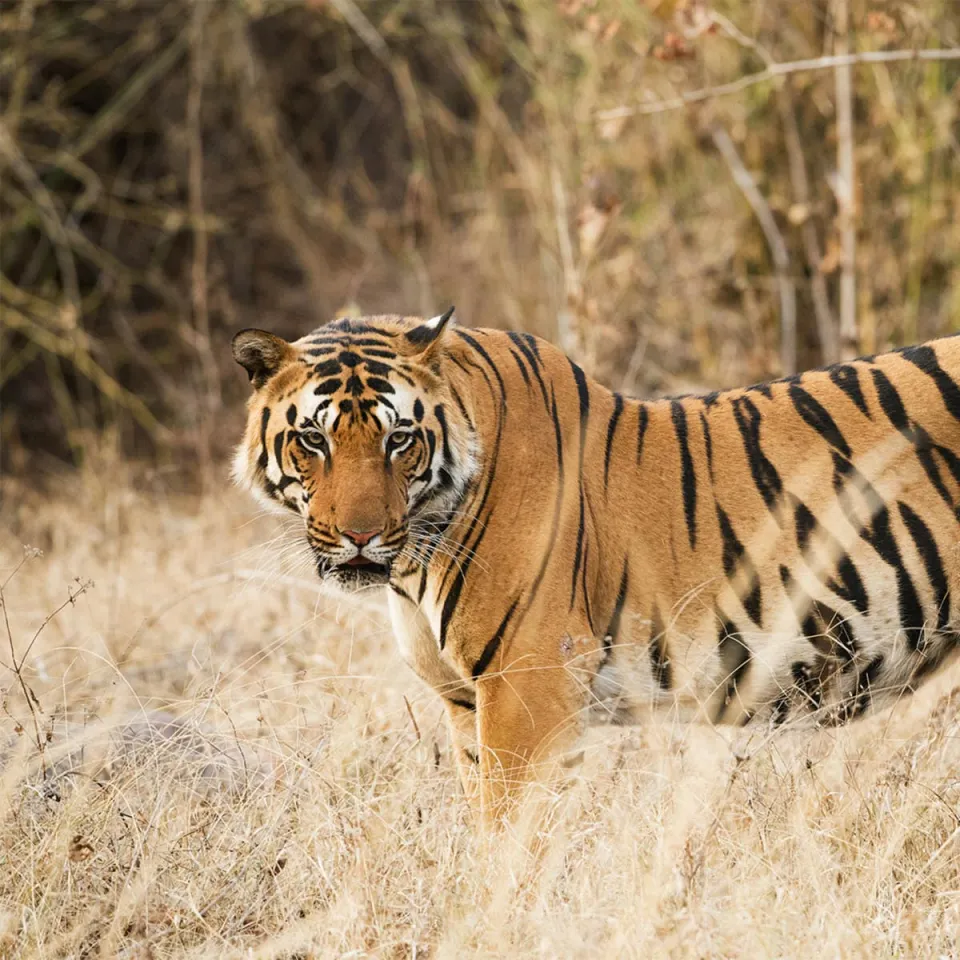 Kanha — travel photograph