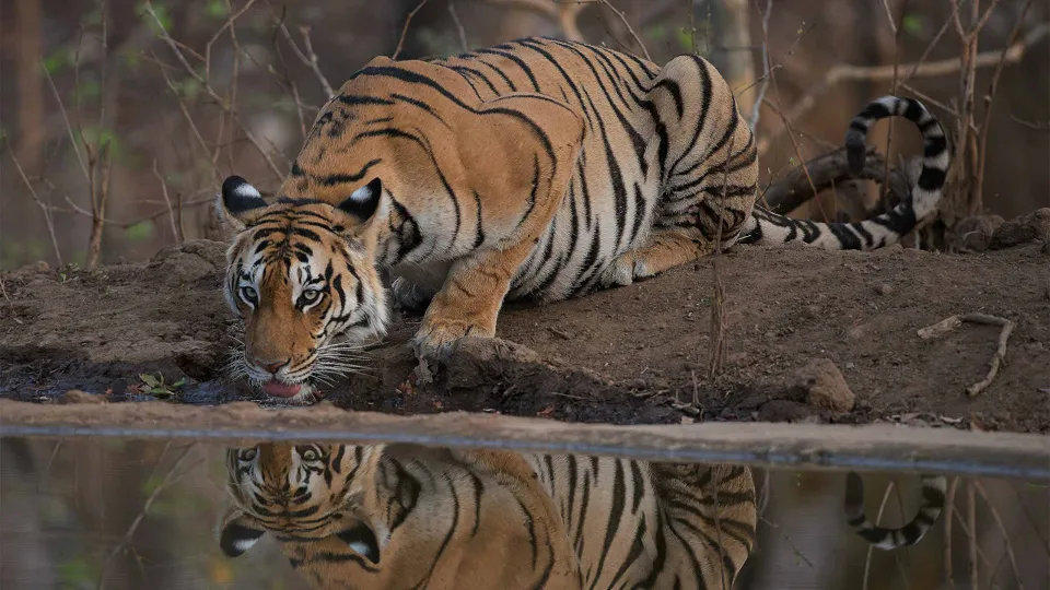 Widely believed to be the inspiration behind Rudyard Kipling’s The Jungle Book, the d — hero photograph