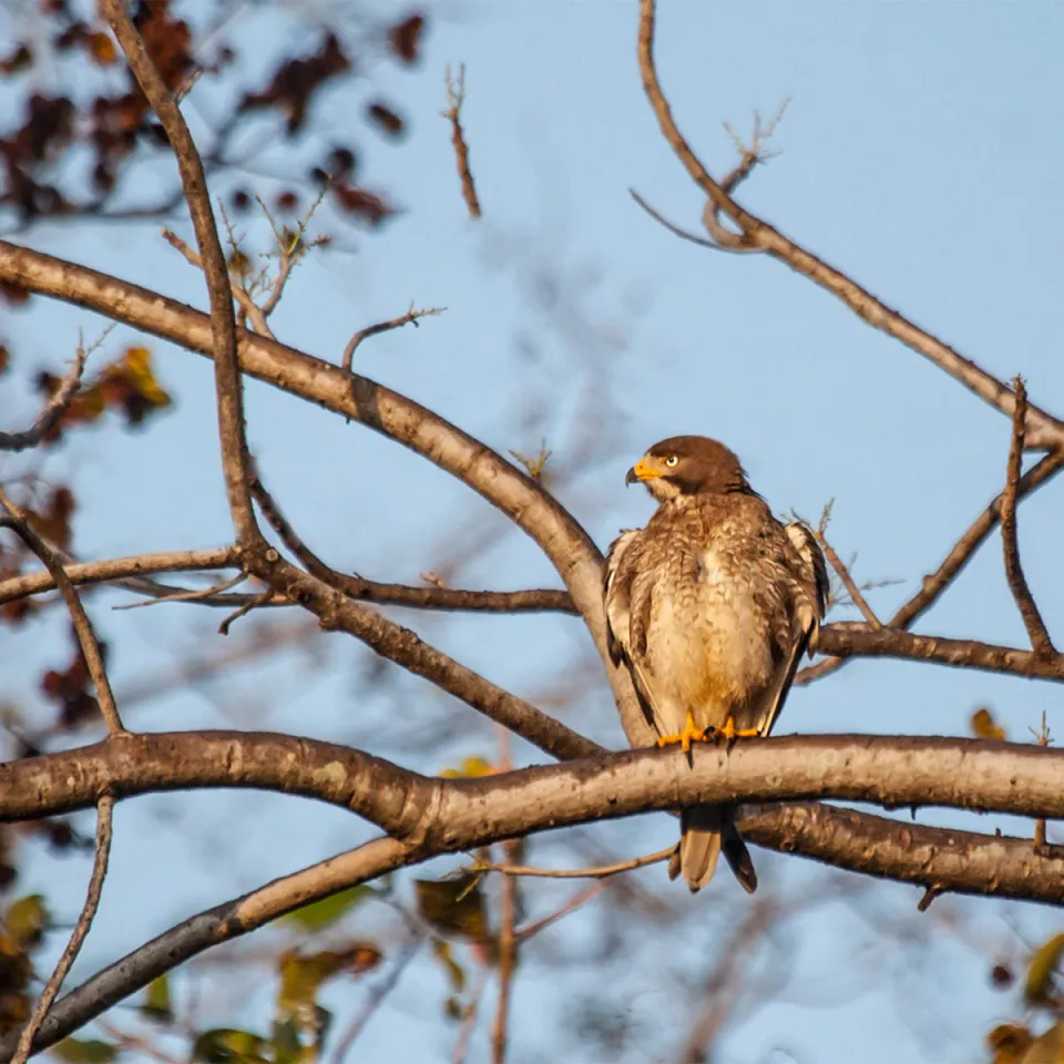 Pench National Park — travel photograph