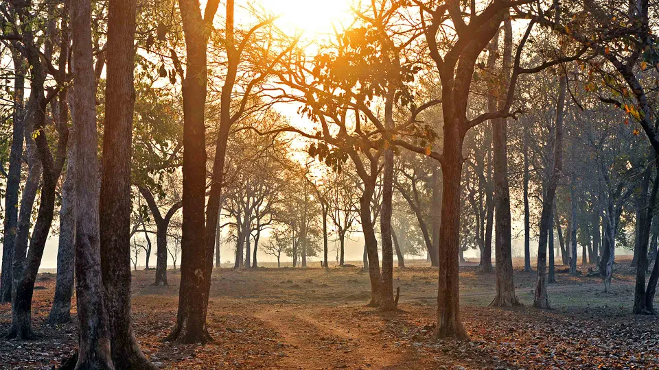 One of the lesser-visited gems among India’s national parks, Satpura offers a deeply — hero photograph