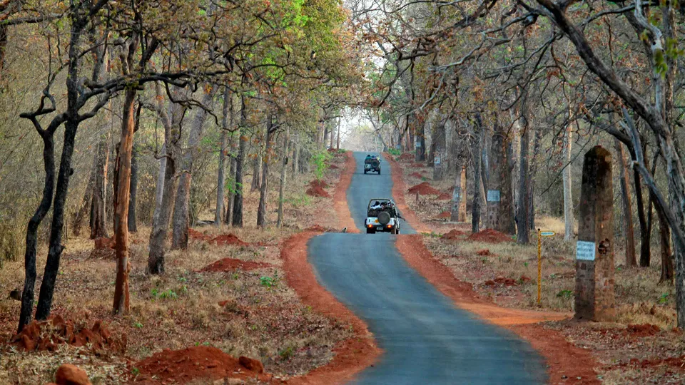 Tadoba National Park — hero photograph