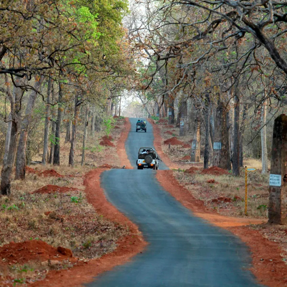 Tadoba National Park — travel photograph