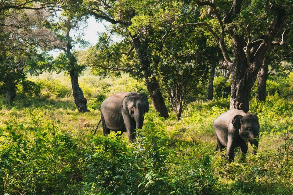 Is August a good time of year to travel to Sri Lanka? — travel photograph