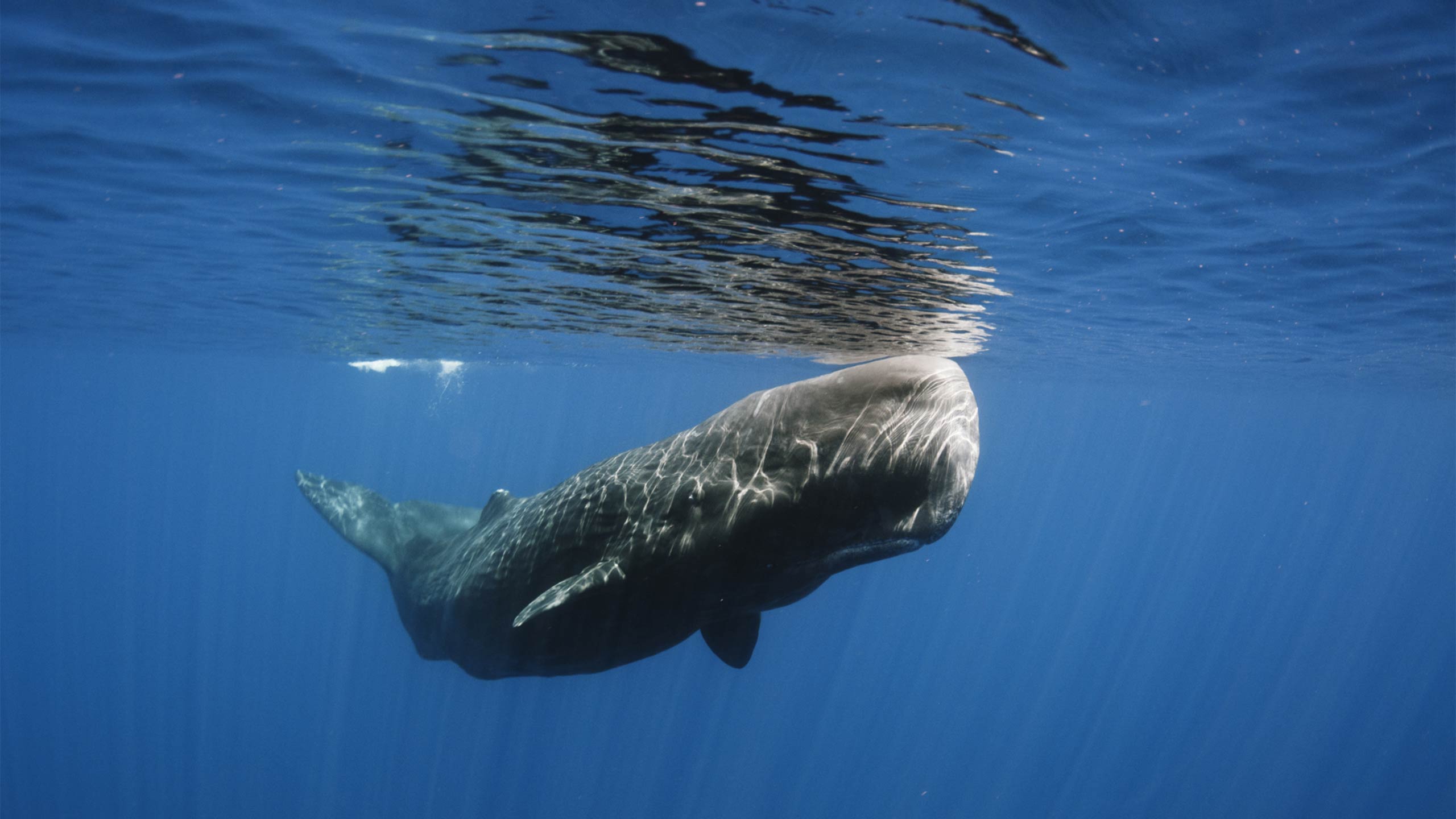 Unforgettable adventure showcasing local culture and breathtaking landscapes