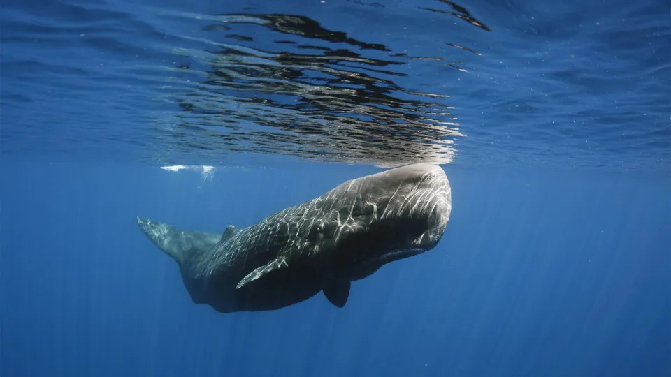 Whale Watching Speedboat — experience photograph