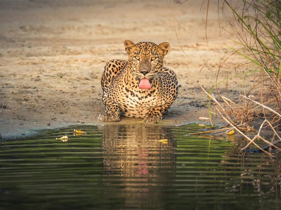 Venture into Wilpattu's wilderness during the golden hours aboard a safari jeep with your chauffeur-guide. in Sri Lanka