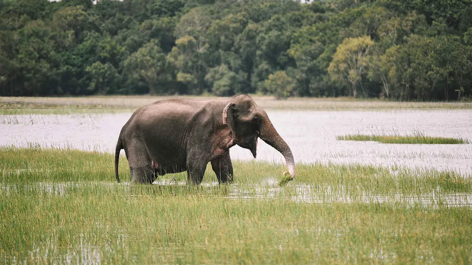 Wilpattu Jeep Safari — experience photograph