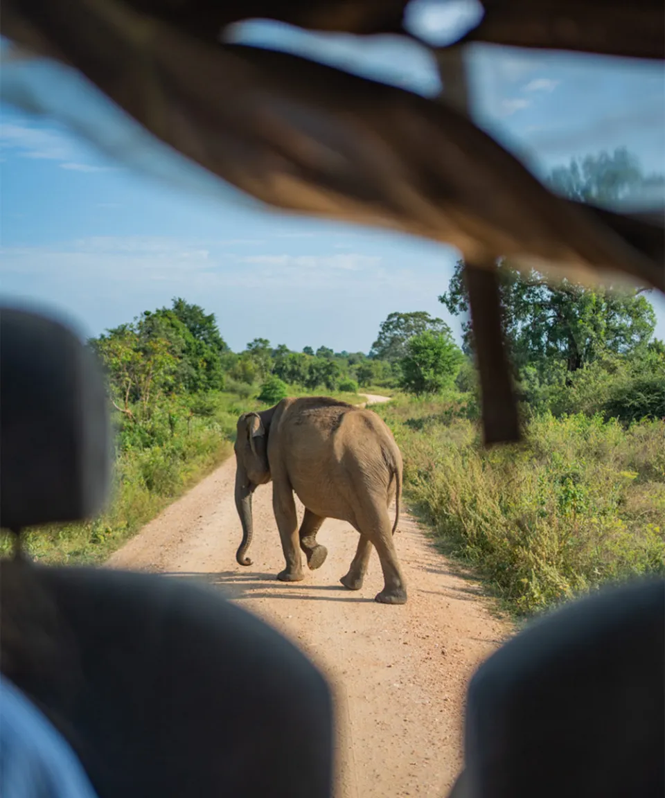 Yala Jeep Safari - Memorable travel experience photo