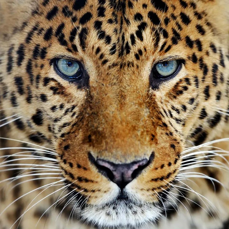 Yala Jeep Safari - Memorable travel experience photo — gallery photograph 2