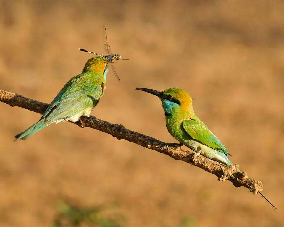 Yala Jeep Safari - Memorable travel experience photo — gallery photograph 3