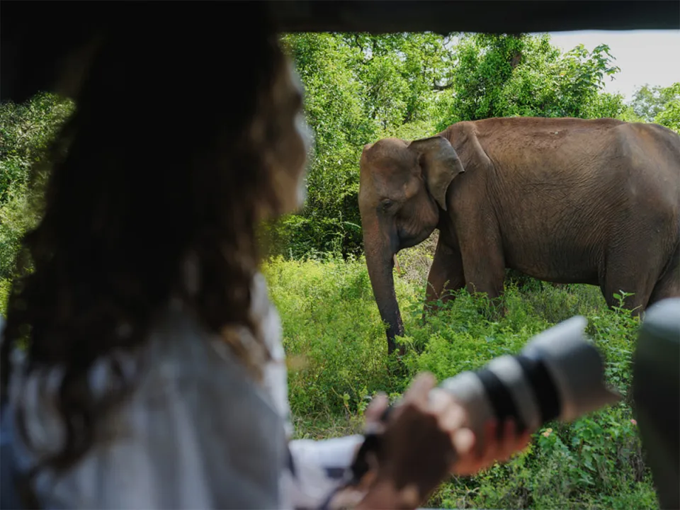 Discover Yala's dramatic landscapes and wildlife behaviour during the enchanting afternoon hours on a safari jeep with your chauff…