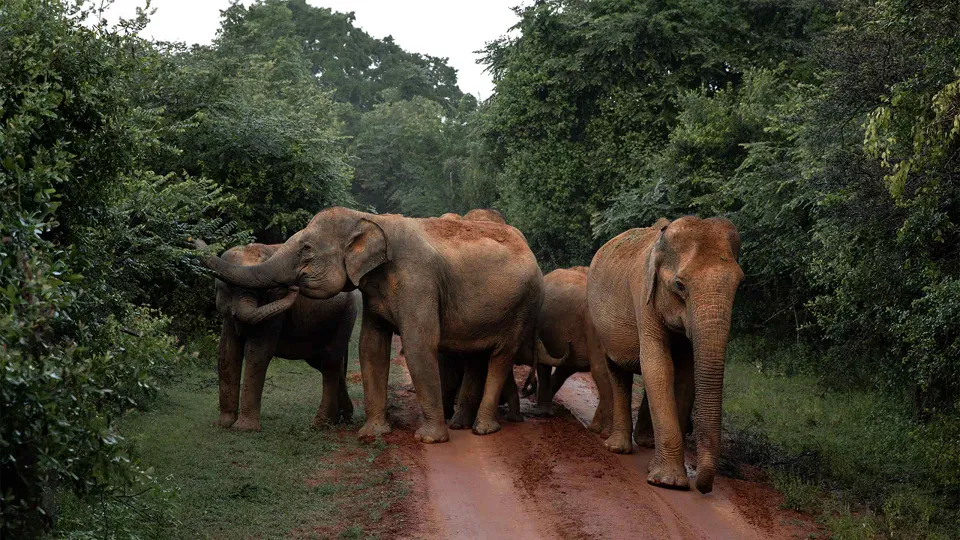 Yala Jeep Safari — experience photograph