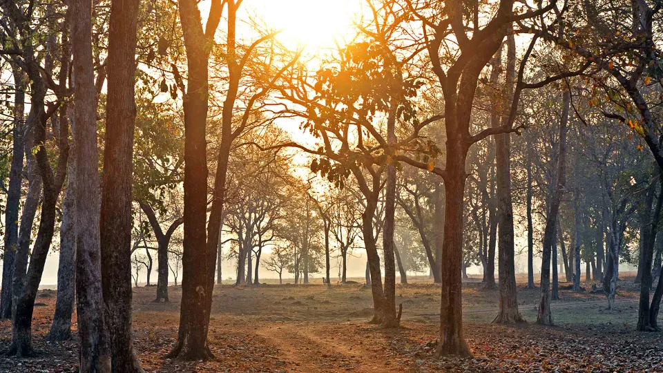 Satpura - Morning Jeep Safari in National Park — experience photograph
