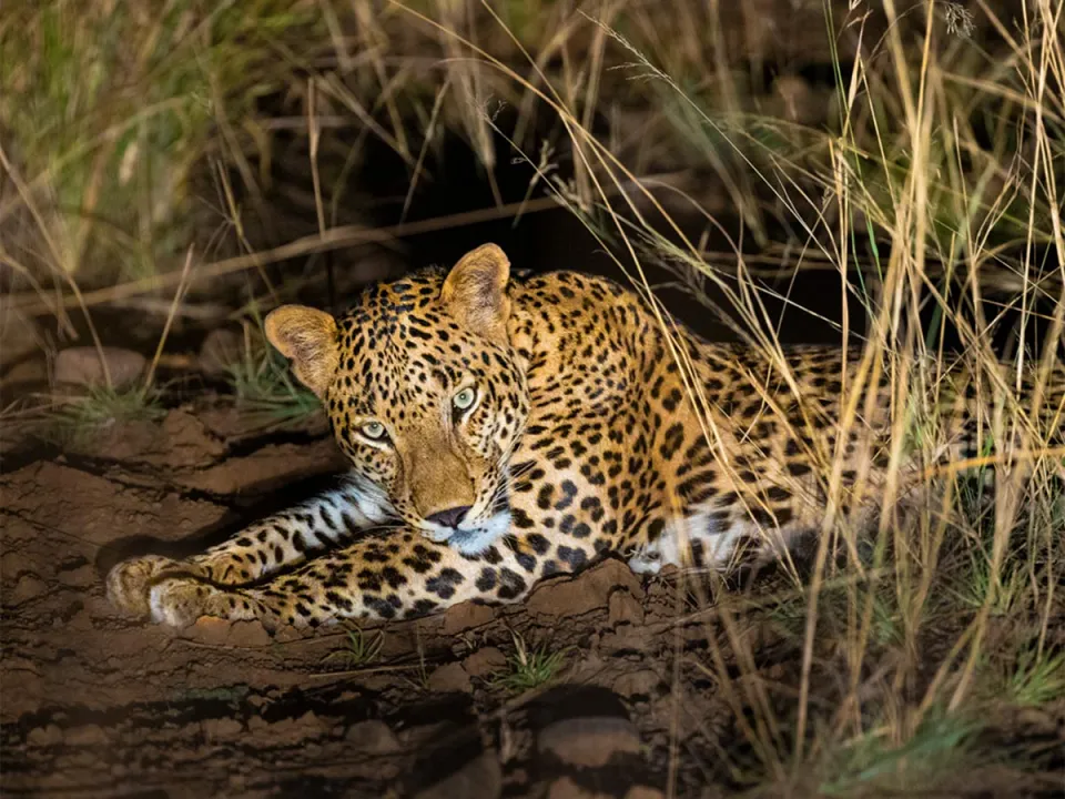 Satpura - Morning Jeep Safari in National Park — experience photograph