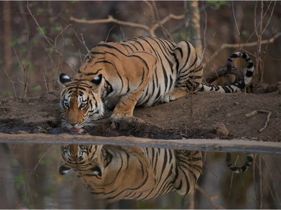 Pench - Morning Jeep Safari In National Park — experience photograph