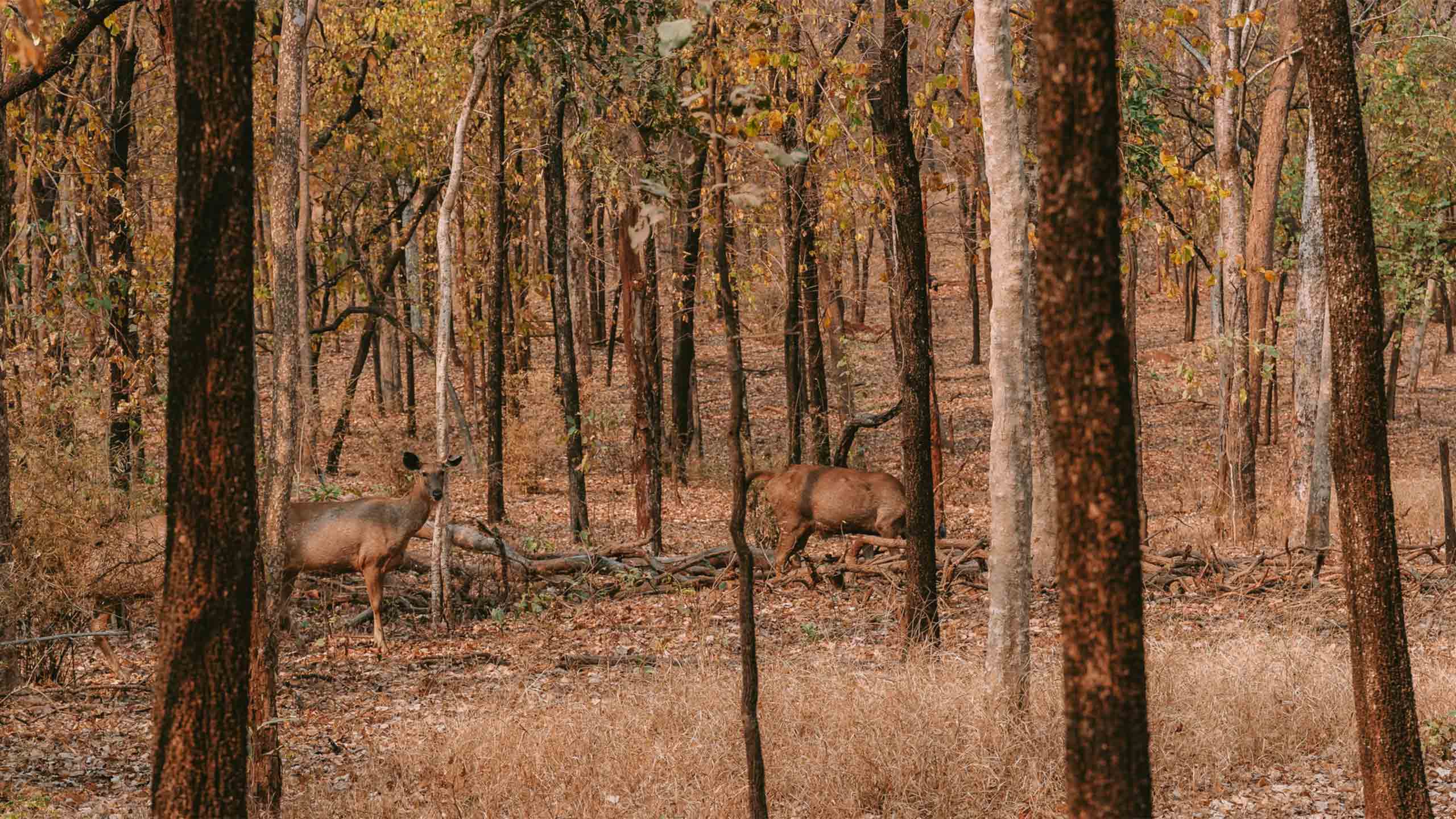 Unforgettable adventure showcasing local culture and breathtaking landscapes