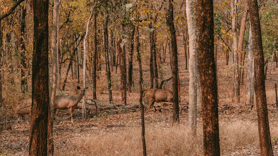Pench - Morning Jeep Safari In National Park — experience photograph