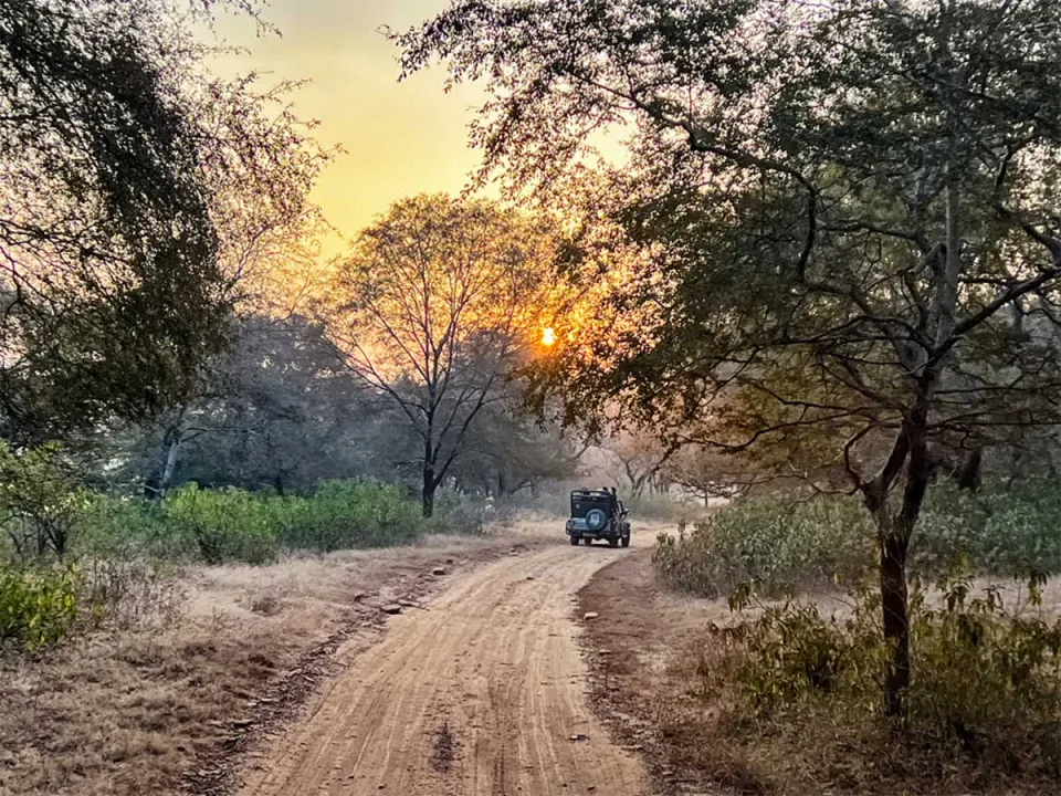Ranthambore - Morning Jeep Safari — experience photograph