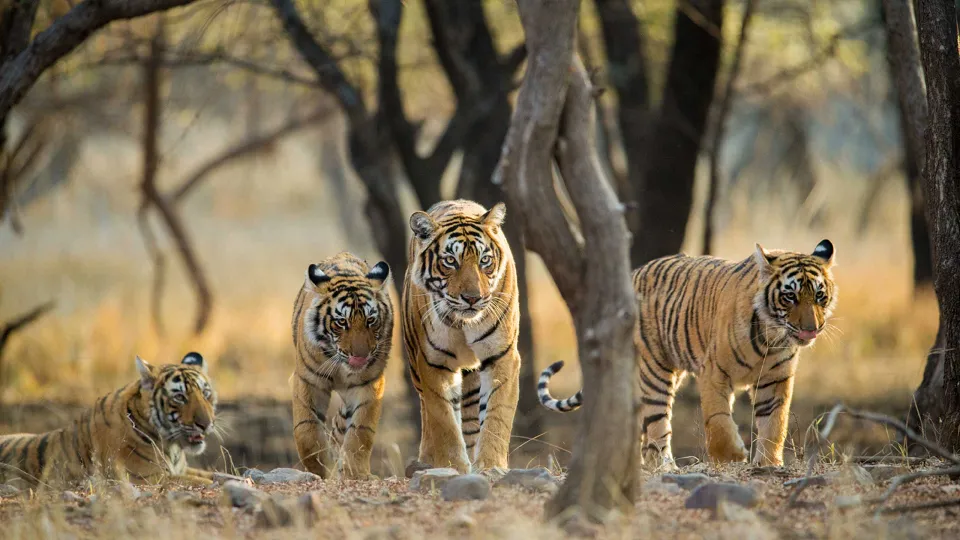 Ranthambore - Morning Jeep Safari — experience photograph