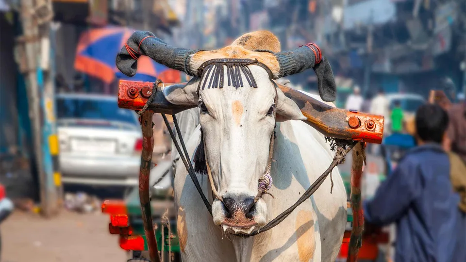 Explore Delhi with Teenagers — experience photograph