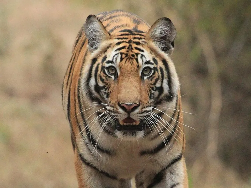 Samode Safari Lodge in Central India & Tigers