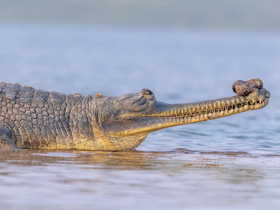 Dudhwa National Park – Untouched Wilderness — Chambal