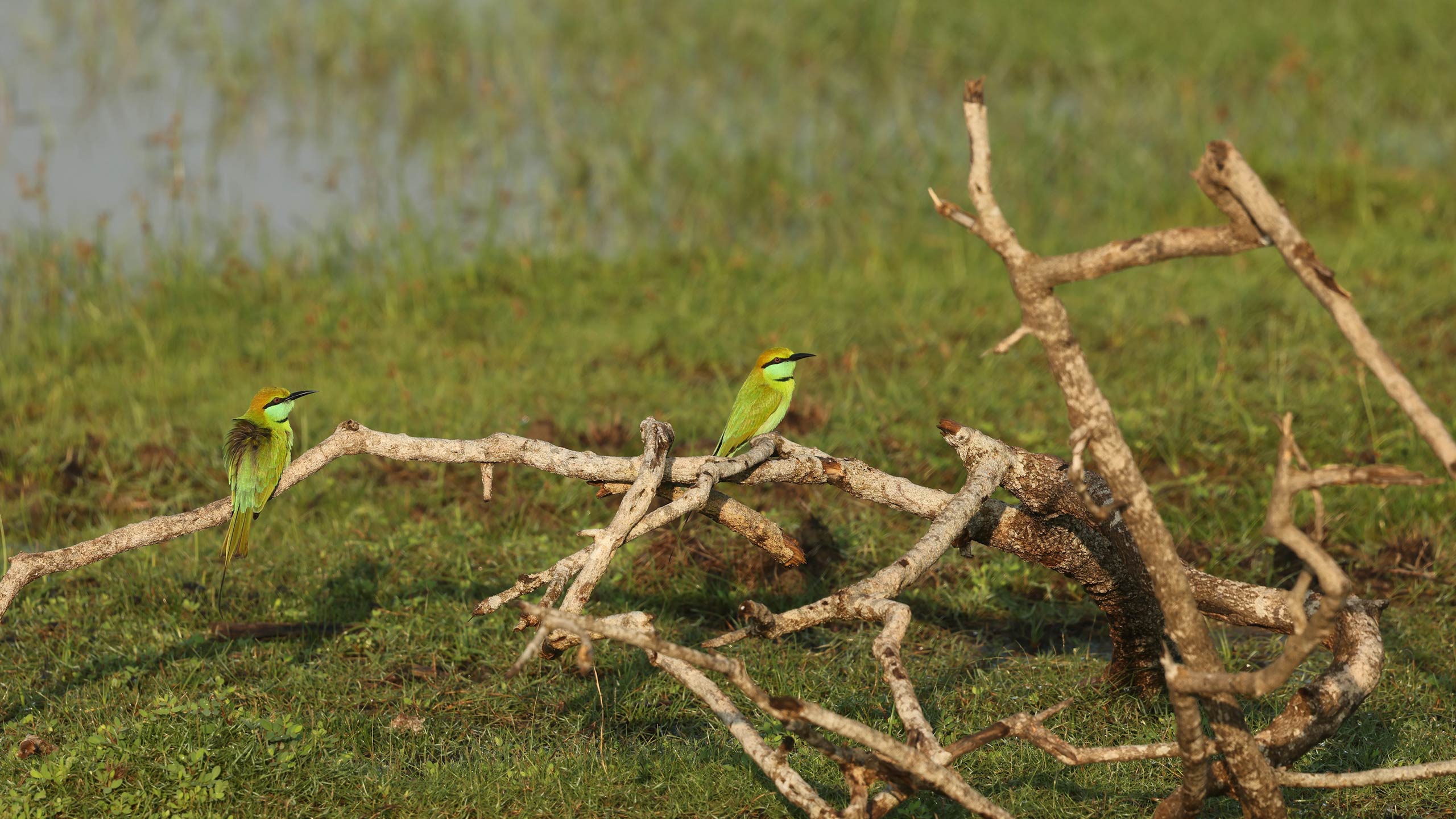 Our Guide to: Kumana National Park in Sri Lanka