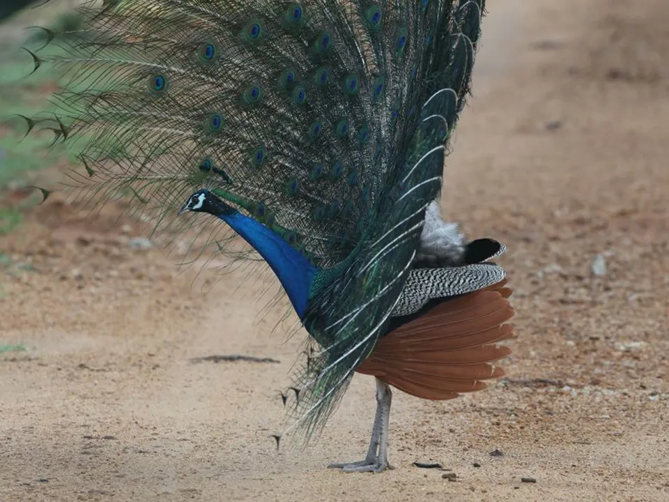 Wildlife Encounters in Kumana National Park — Our Guide To Kumana National Park In Sri Lanka Slider View 17