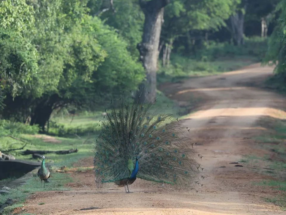Wildlife Encounters in Kumana National Park — Our Guide To Kumana National Park In Sri Lanka Slider View 16