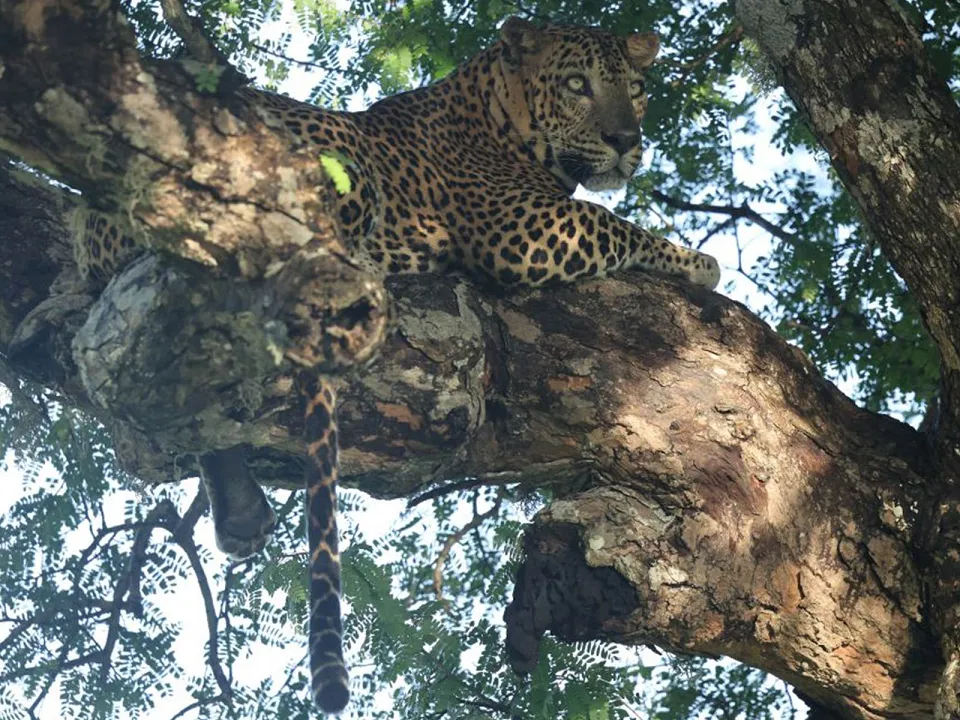 Wildlife Encounters in Kumana National Park — Our Guide To Kumana National Park In Sri Lanka Slider View 15